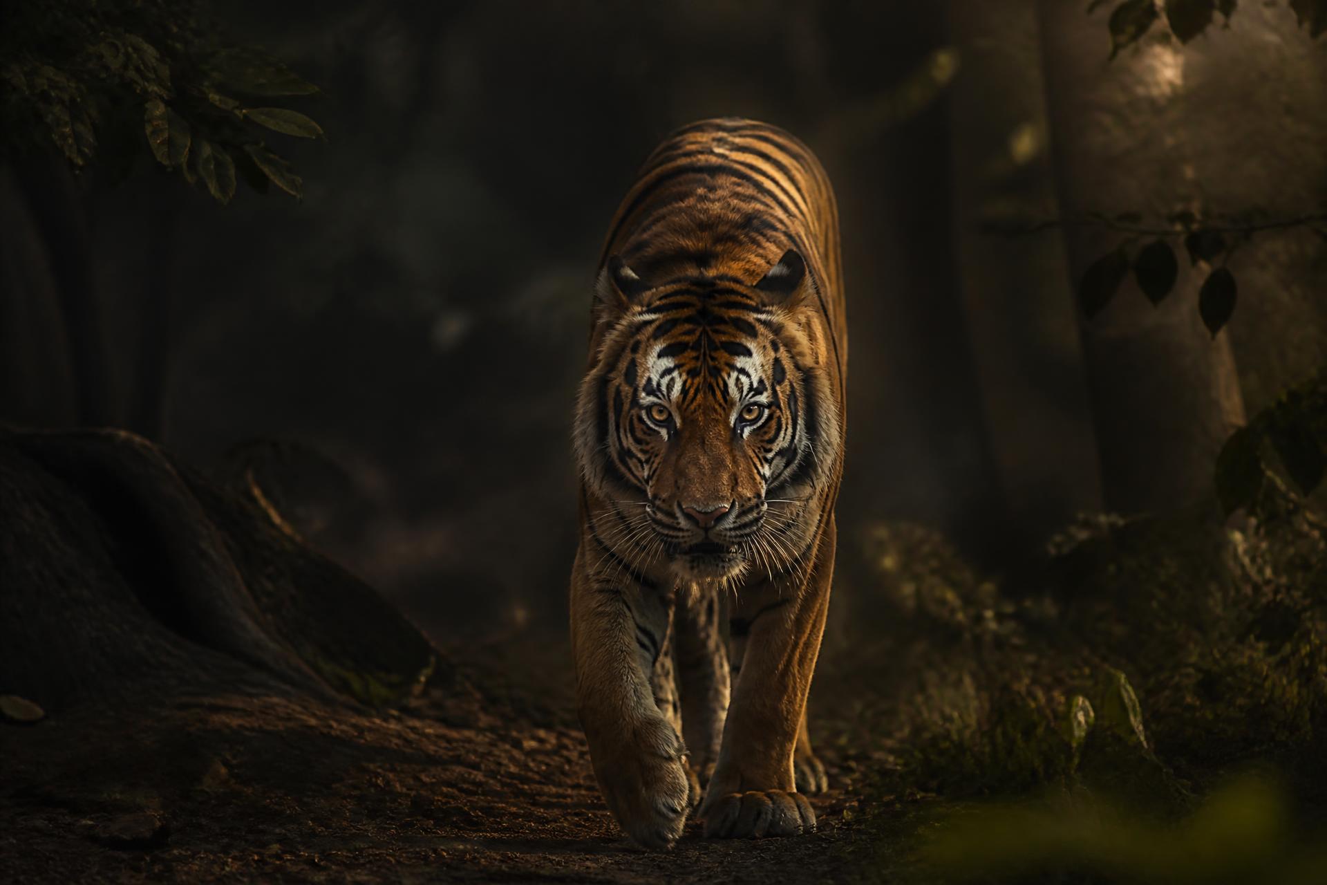 Bengal tiger walking through a dark Indian jungle at dusk